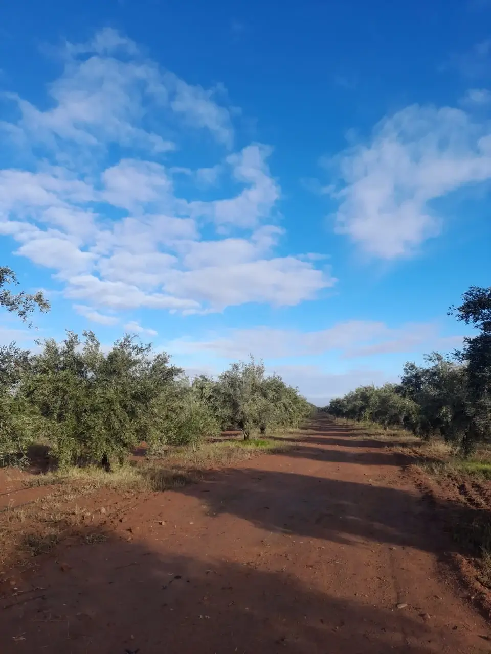 Ancestral Moroccan Olive Grove