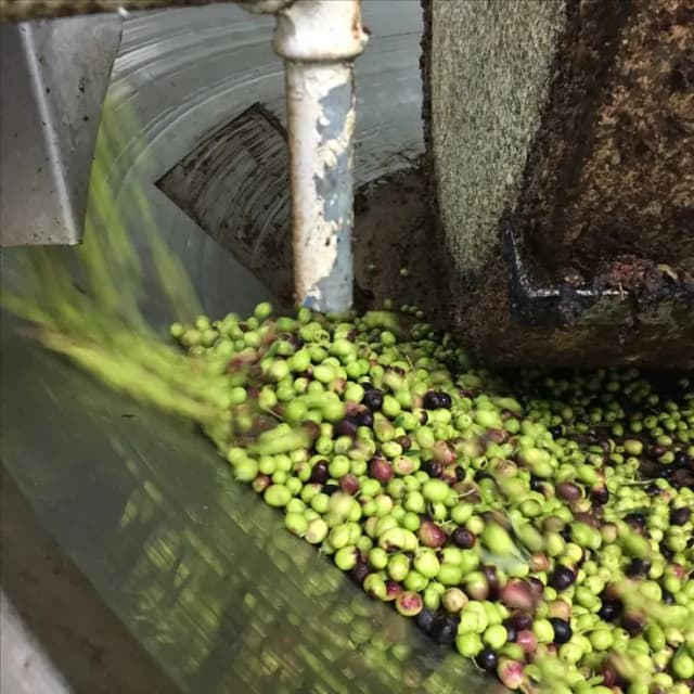 Gallery 1 of Virgin Olive Oil from El Kelaa des Sraghna