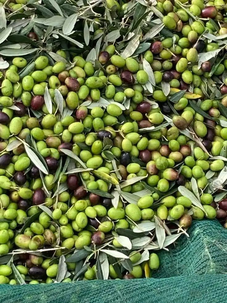 Gallery 2 of Organic Olive Oil | El Kelaa des Sraghna | 20L Wholesale